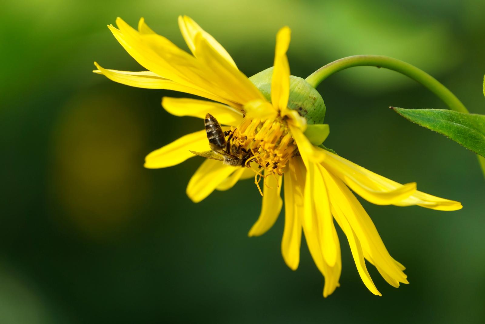Biene auf einer gelben Silphie-Blüte