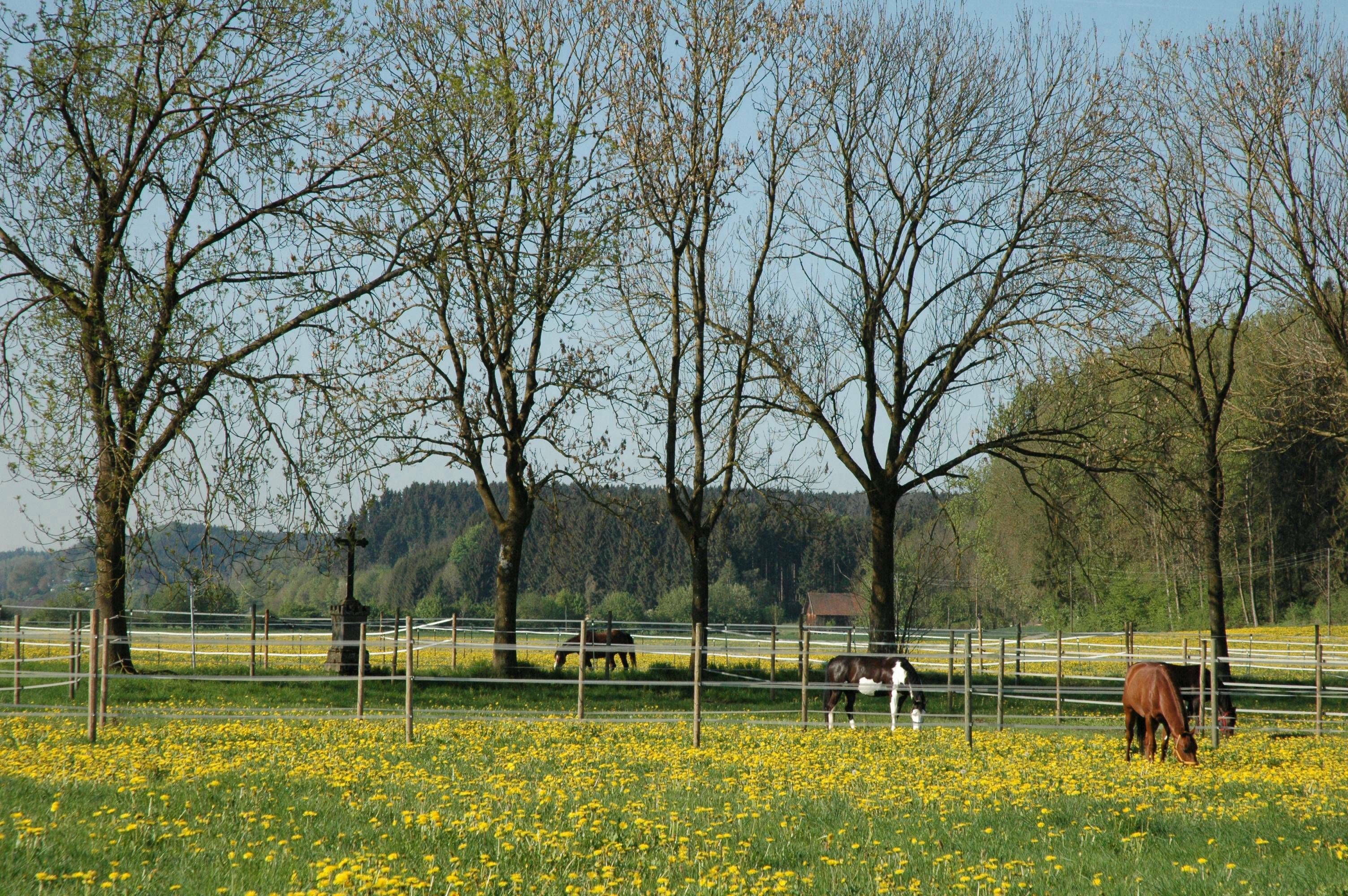 Pferde grasen auf einer Frühlingskoppel der Reitsportanlage Haldau, davor eine Wiese voller Löwenzahn