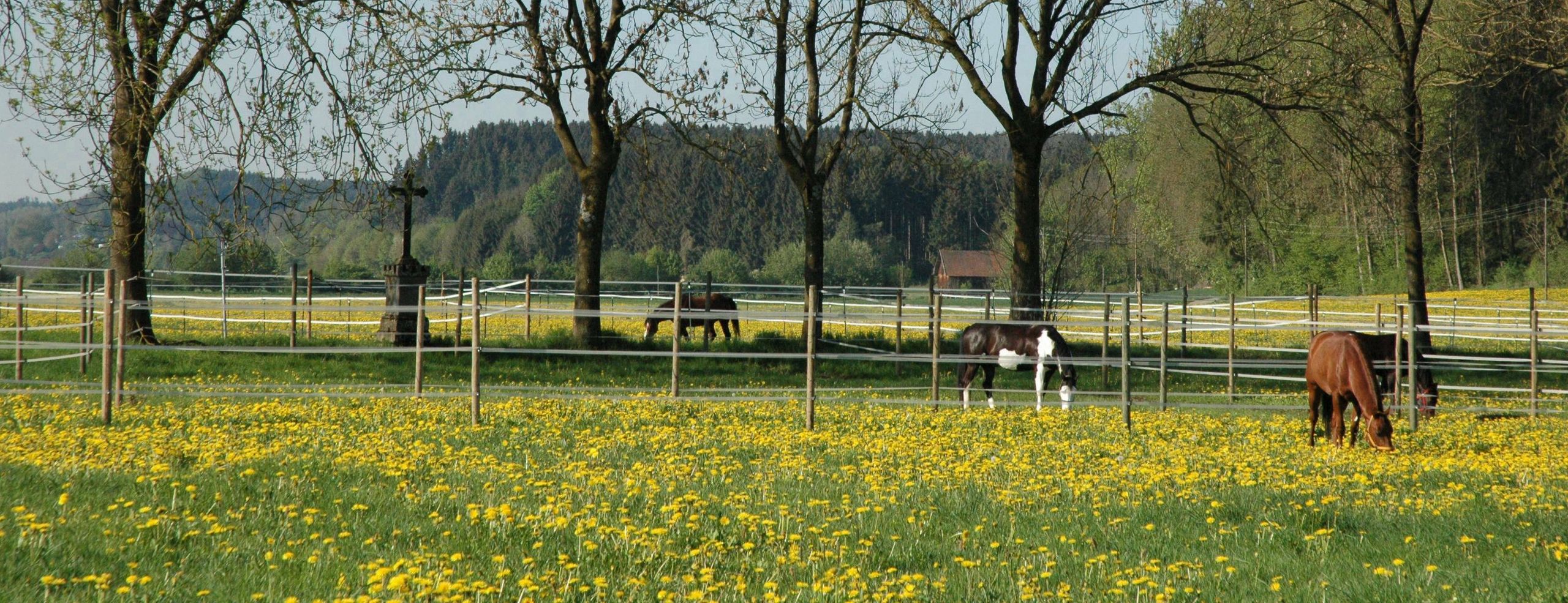 Pferde grasen auf einer Frühlingskoppel der Reitsportanlage Haldau, davor eine Wiese voller Löwenzahn