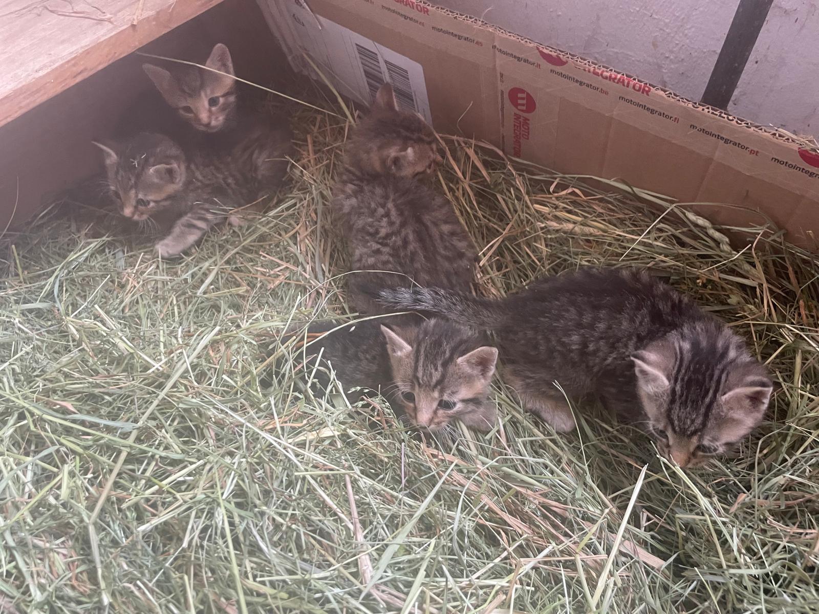 Fünf getigerte Kätzchen in einem mit Heu ausgelegten Nest im Stall der Reitsportanlage Haldau
