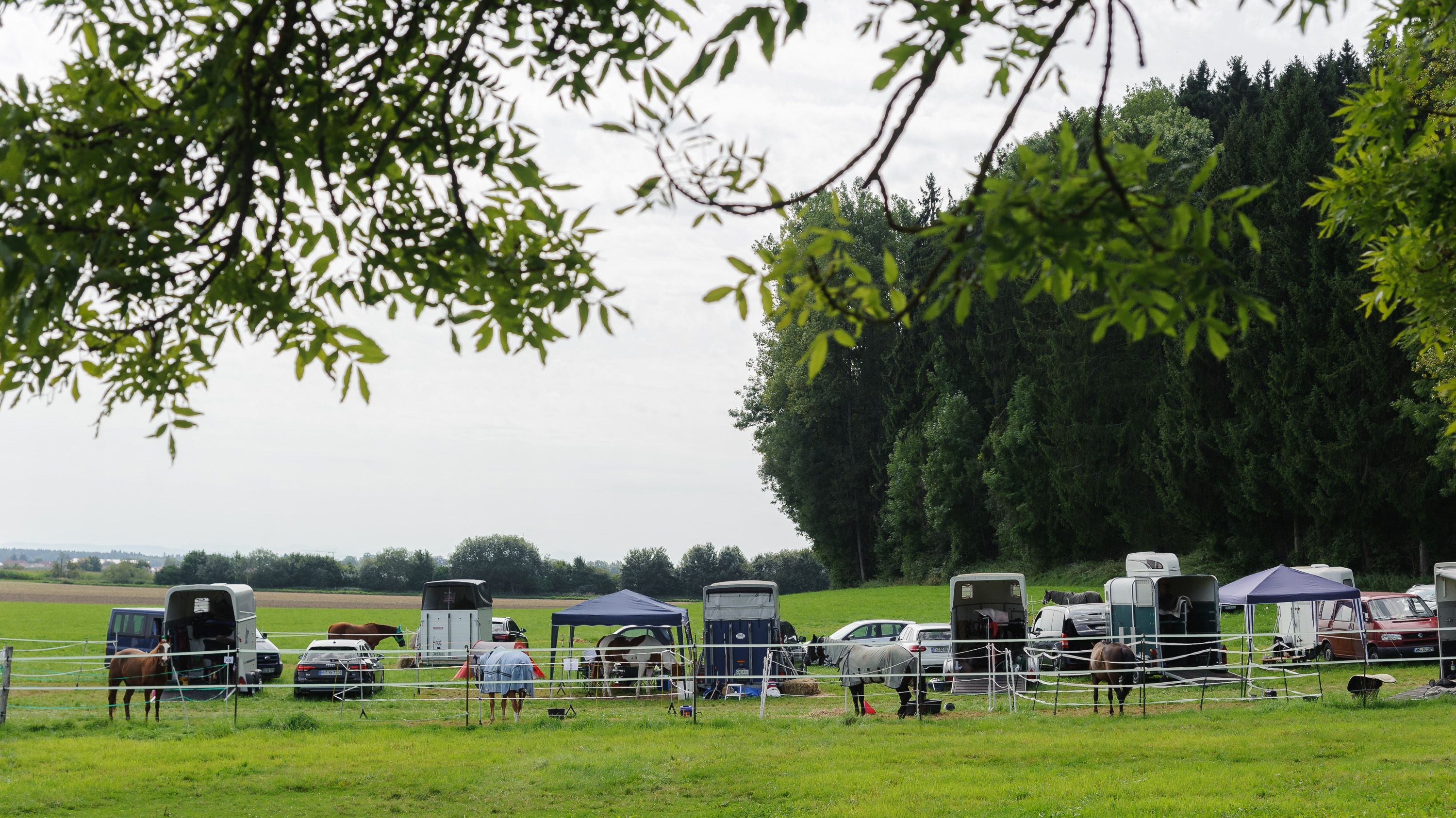 Pferdeanhänger und Pavillons auf der Wiese, davor Pferde in mobilen Paddocks