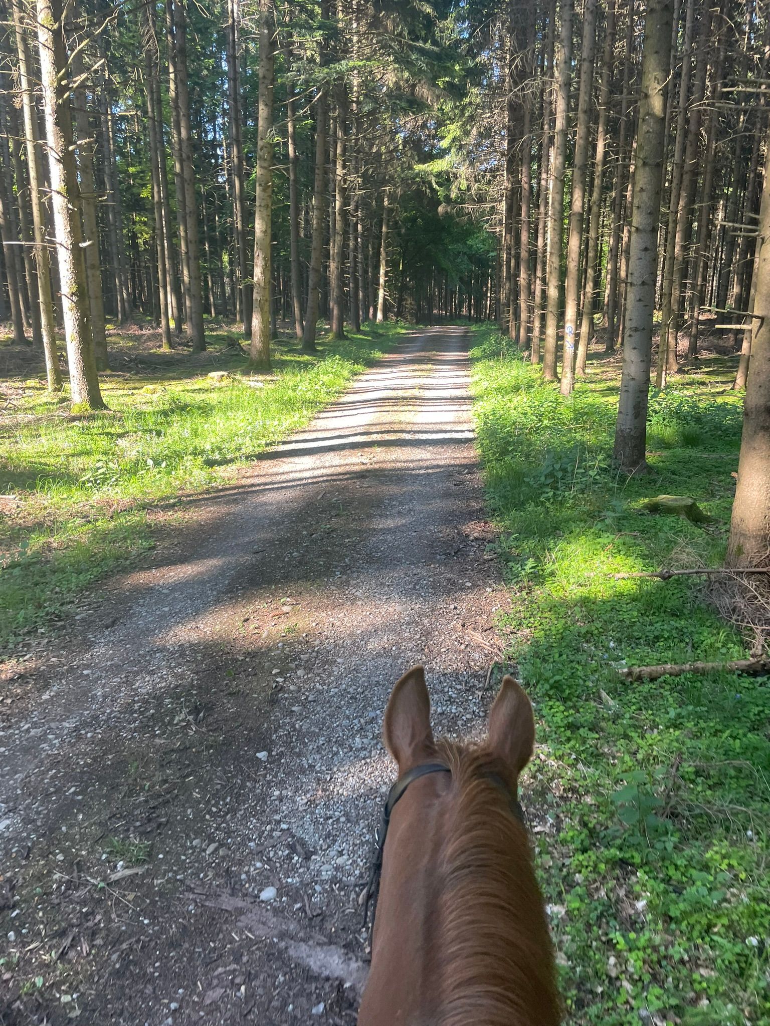 Ausritt auf einem Waldweg, Blick zwischen den Ohren des Pferdes