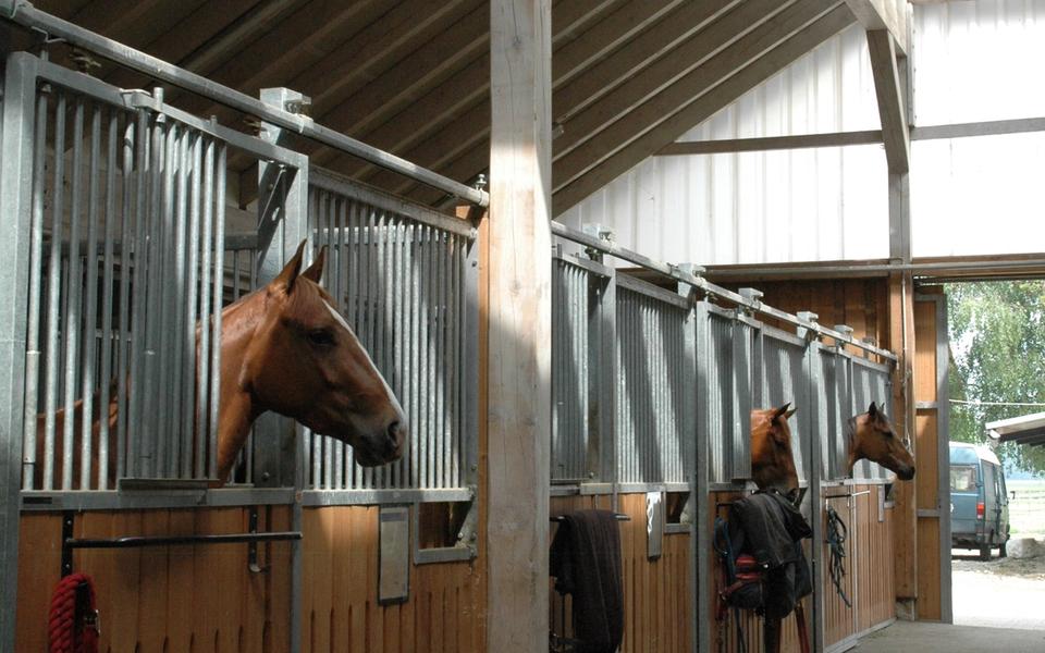 Pferde schauen aus ihren Boxen in der lichtdurchfluteten Stallgasse der Reitsportanlage Haldau