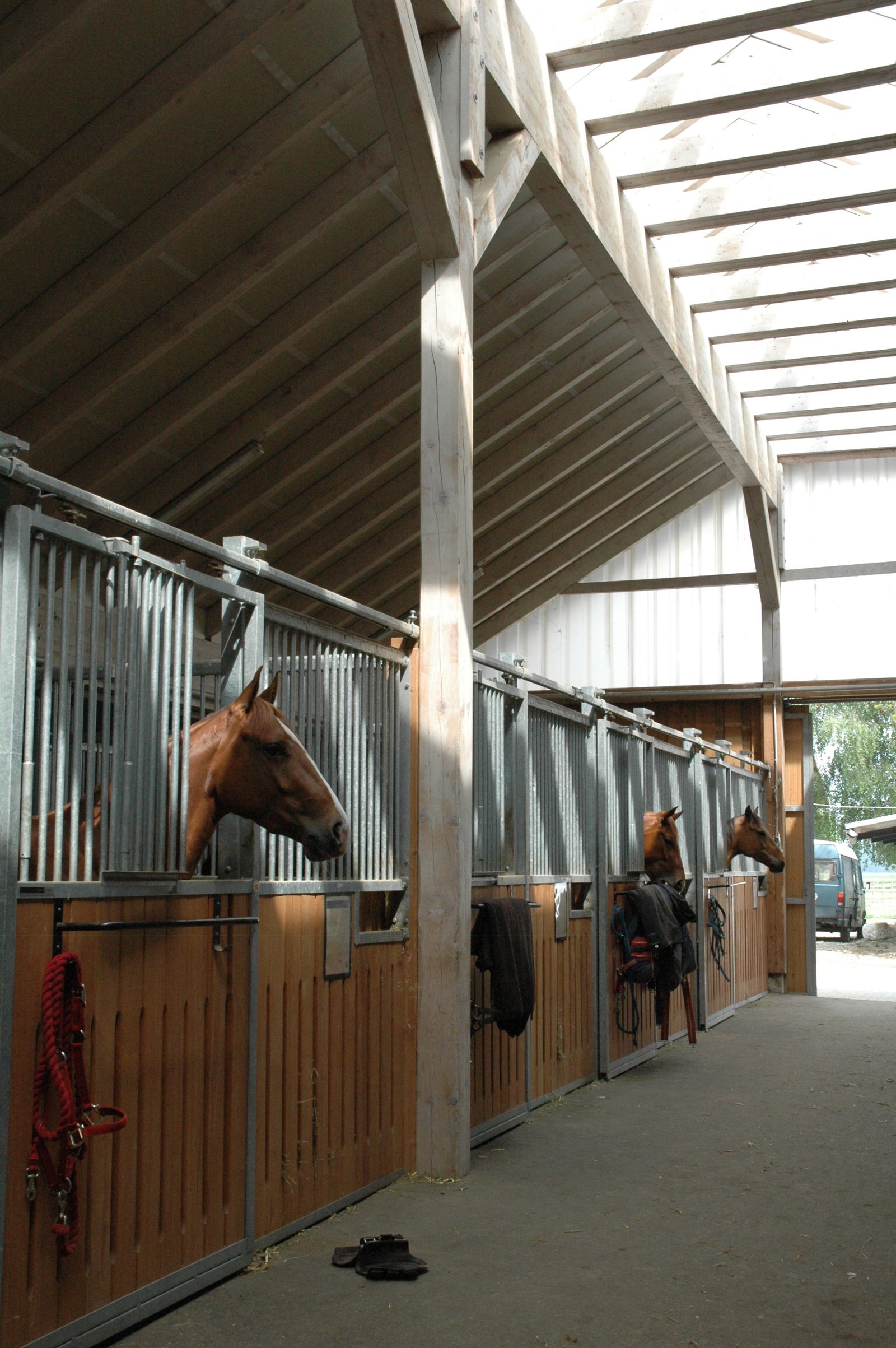 Pferde schauen aus ihren Boxen in der lichtdurchfluteten Stallgasse der Reitsportanlage Haldau