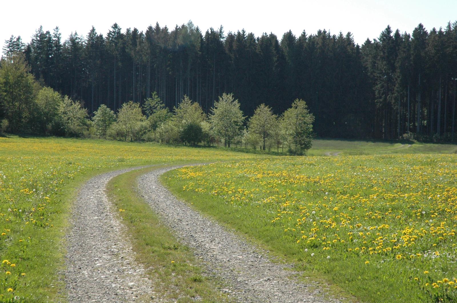 Feldweg durch eine blühende Wiese zum Waldrand nahe der Reitsportanlage Haldau