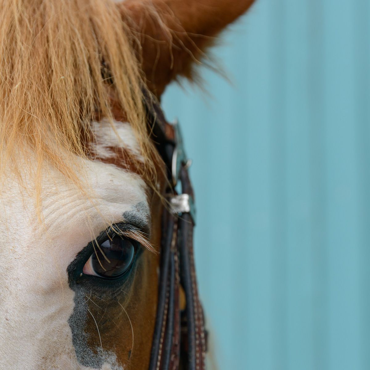 Nahaufnahme des Auges eines Pferdes mit Trense auf der Reitsportanlage Haldau