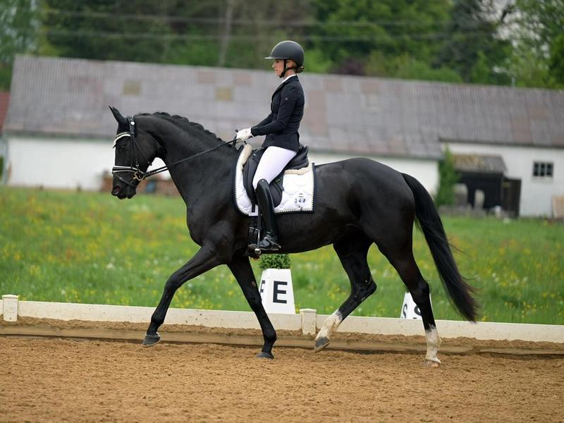 Melanie Müller reitet ihr schwarzes Pferd im versammelten Trab über den Turnierplatz