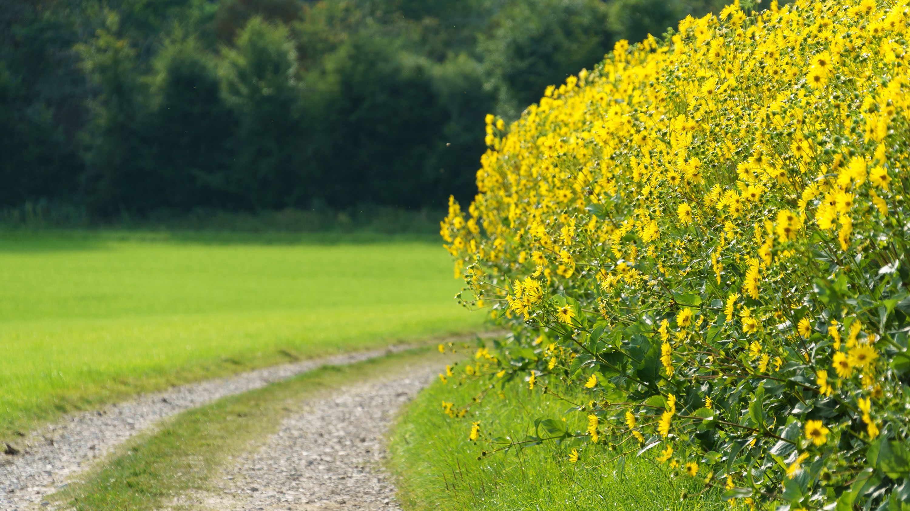 Blühende Silphie am Rand eines Feldwegs vor Wiese und Wald