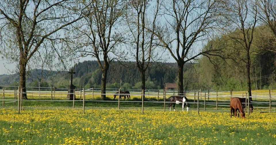 Pferde grasen auf einer Löwenzahnkoppel an der Reitsportanlage Haldau, gesäumt von Bäumen