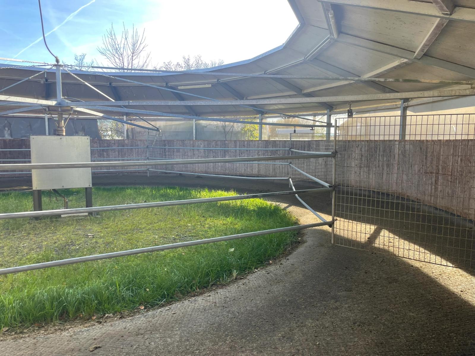 Überdachte Führanlage der Reitsportanlage Haldau mit Trenngittern und Rasenfläche in der Mitte