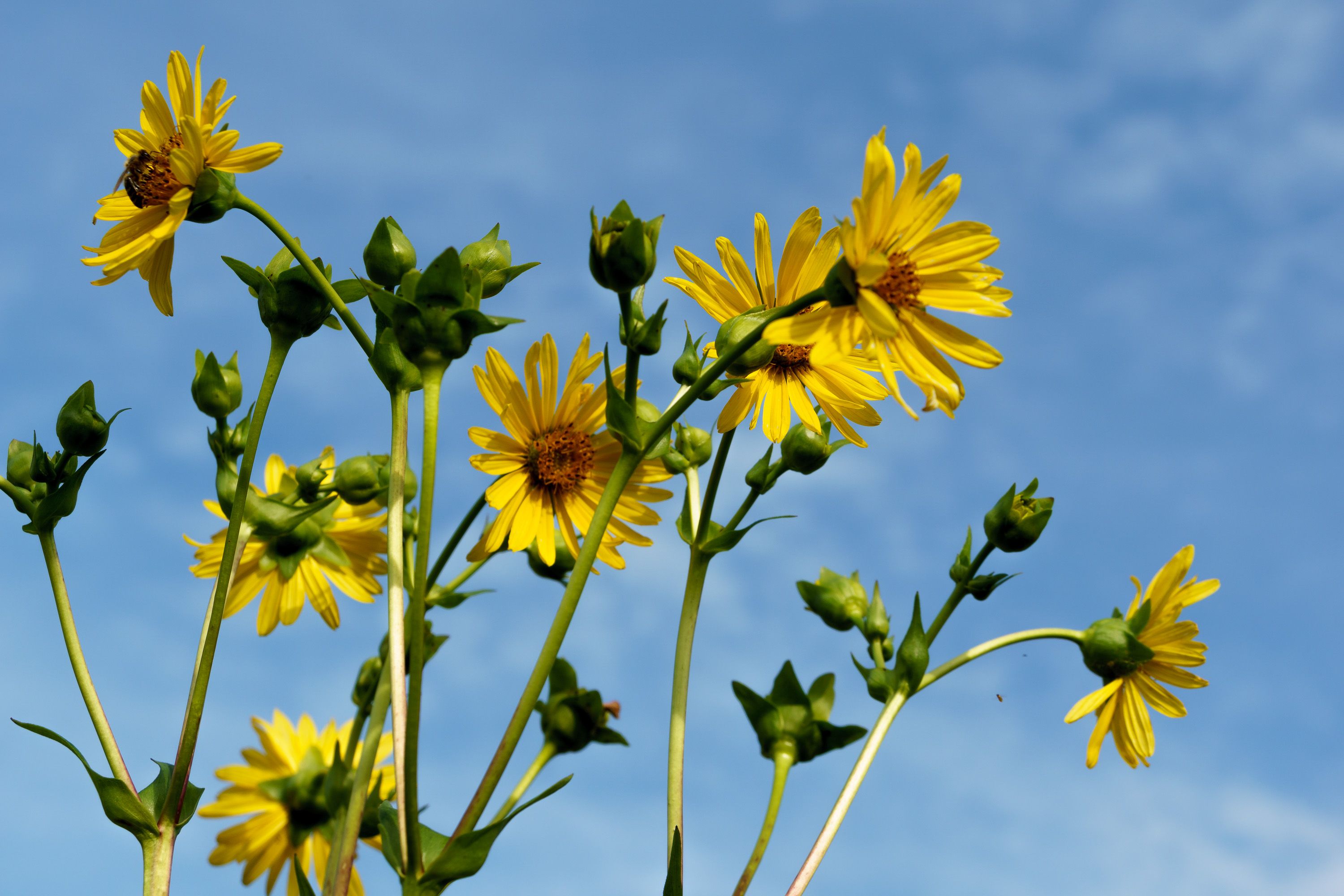 Gelbe Silphie-Blüten vor blauem Himmel