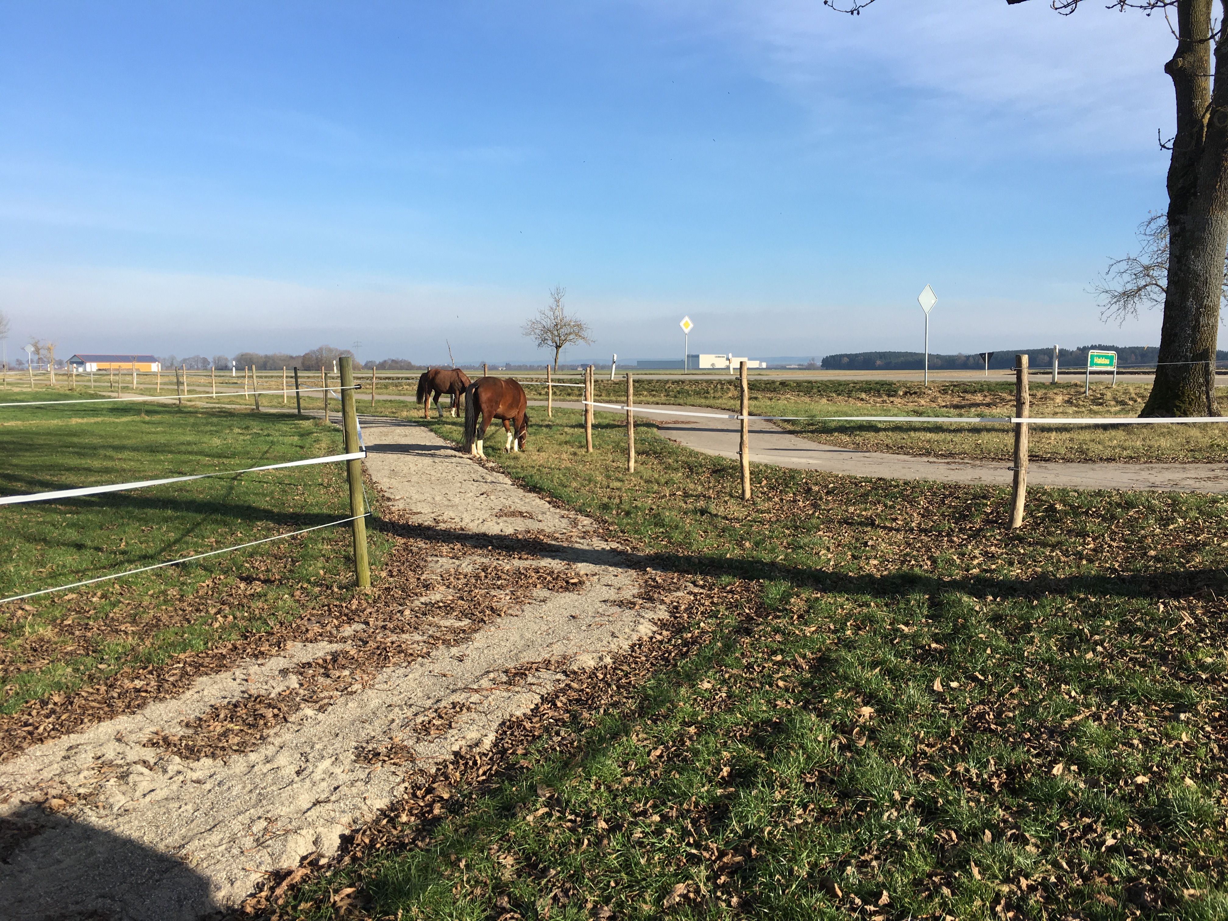 Pferde grasen auf eingezäunten Paddocks der Reitsportanlage Haldau unter blauem Himmel