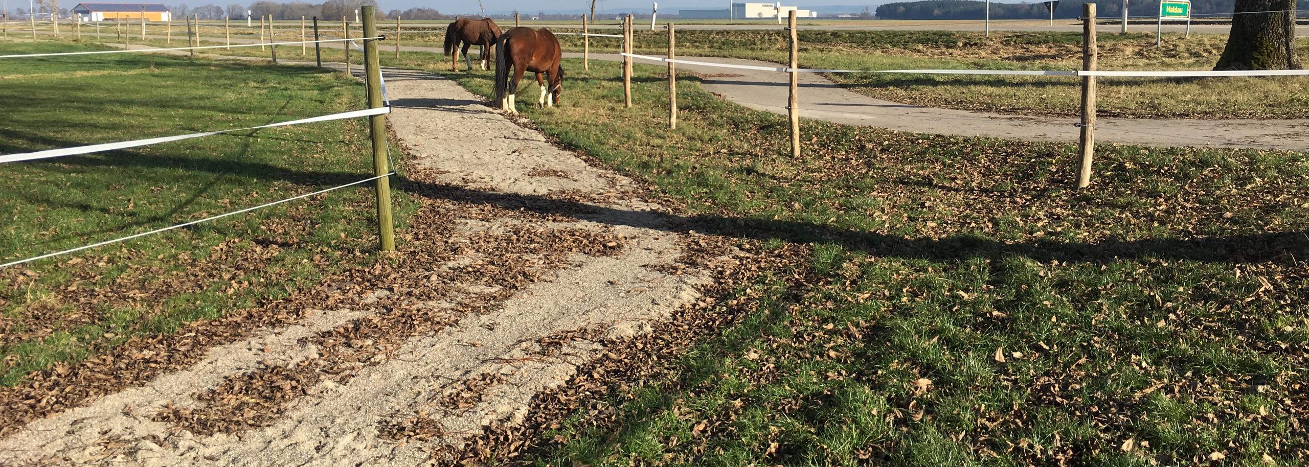 Pferde grasen auf eingezäunten Paddocks der Reitsportanlage Haldau unter blauem Himmel