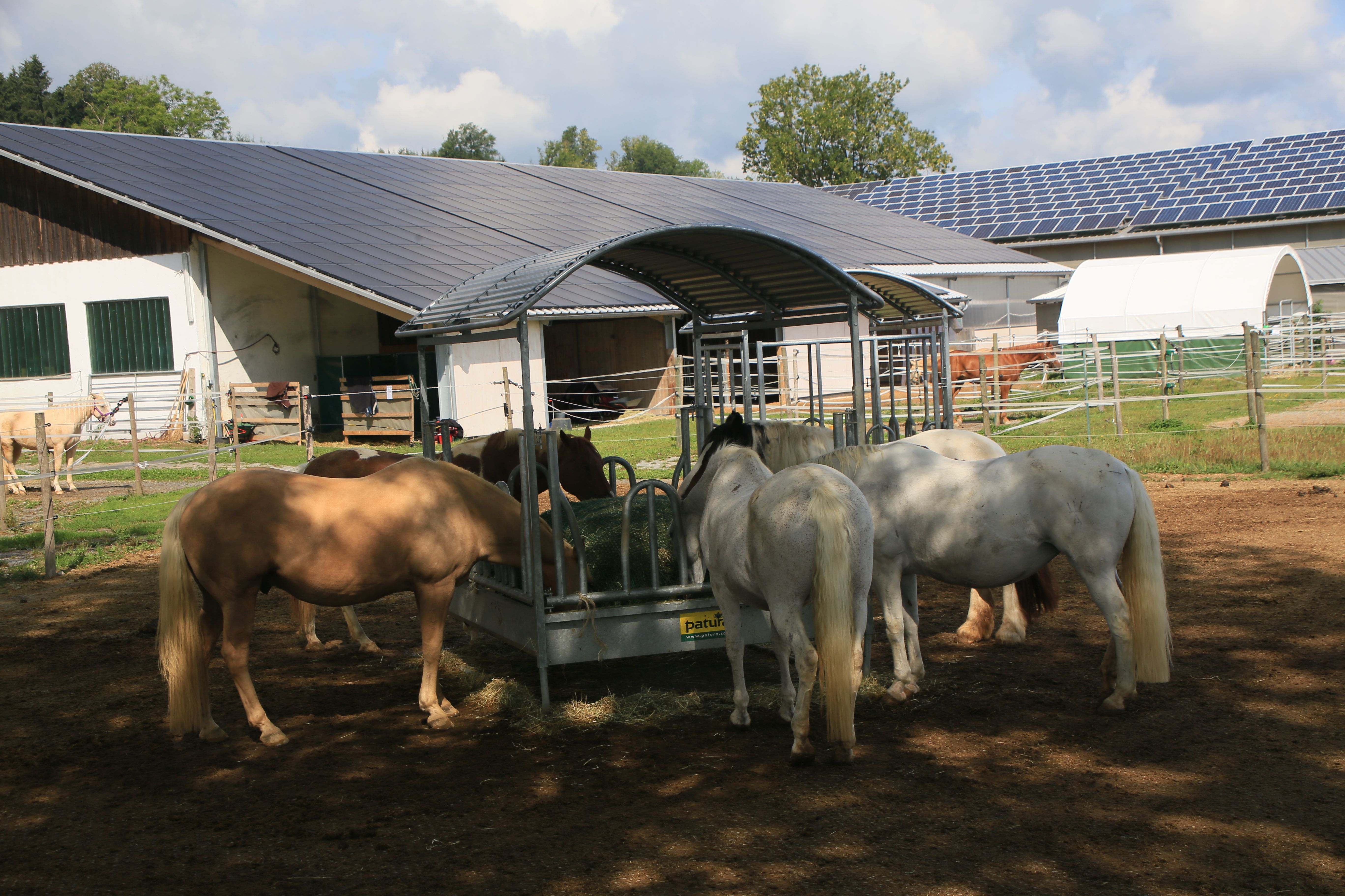 Mehrere Pferde fressen an der überdachten Heuraufe der Reitsportanlage Haldau, dahinter der Stall mit Photovoltaik-Dach