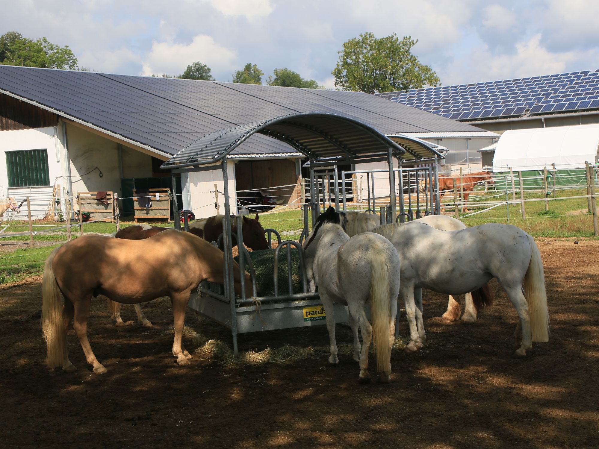 Mehrere Pferde fressen an der überdachten Heuraufe der Reitsportanlage Haldau, dahinter der Stall mit Photovoltaik-Dach
