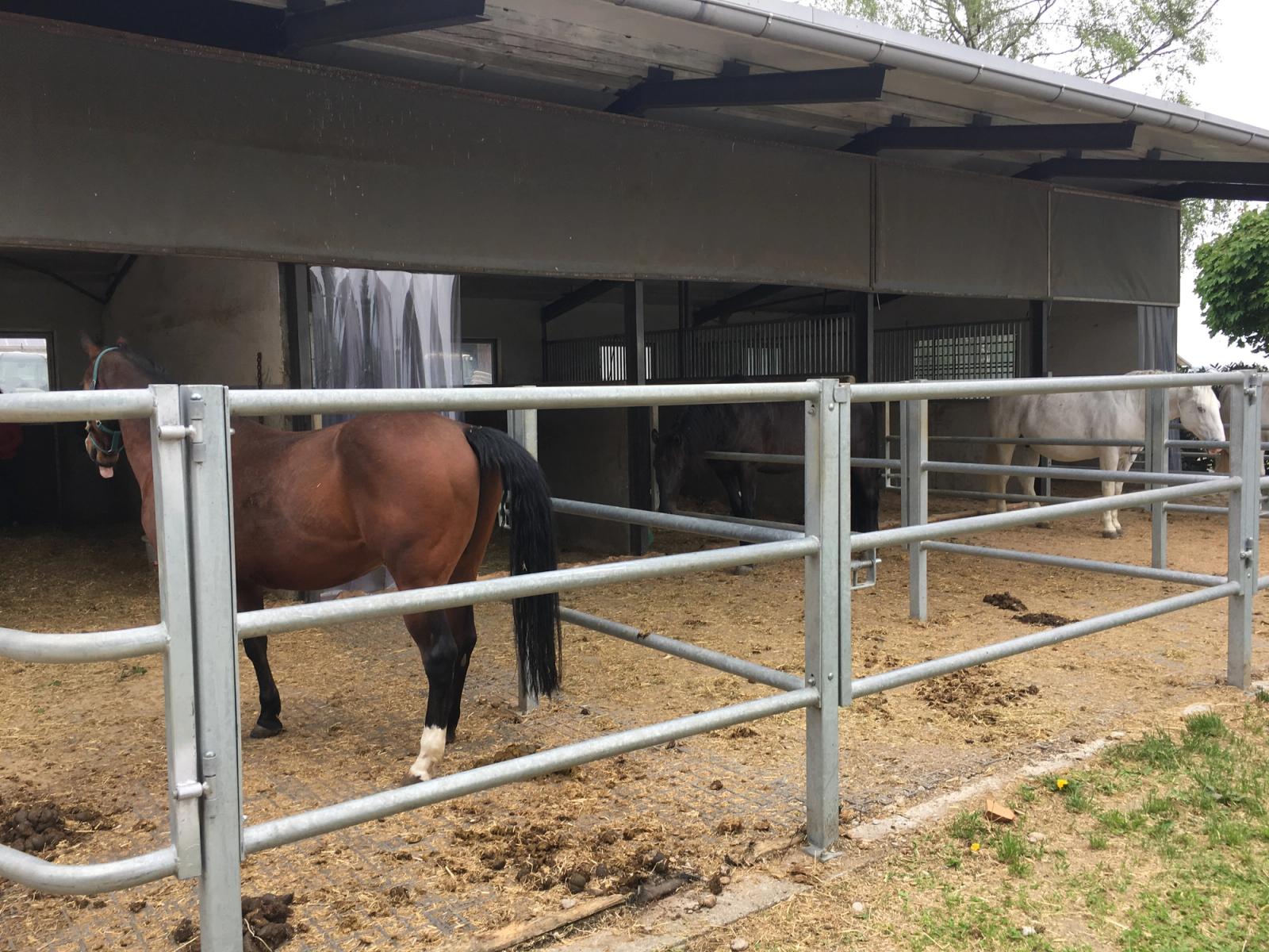 Pferd im eingezäunten Auslauf vor seiner Paddockbox