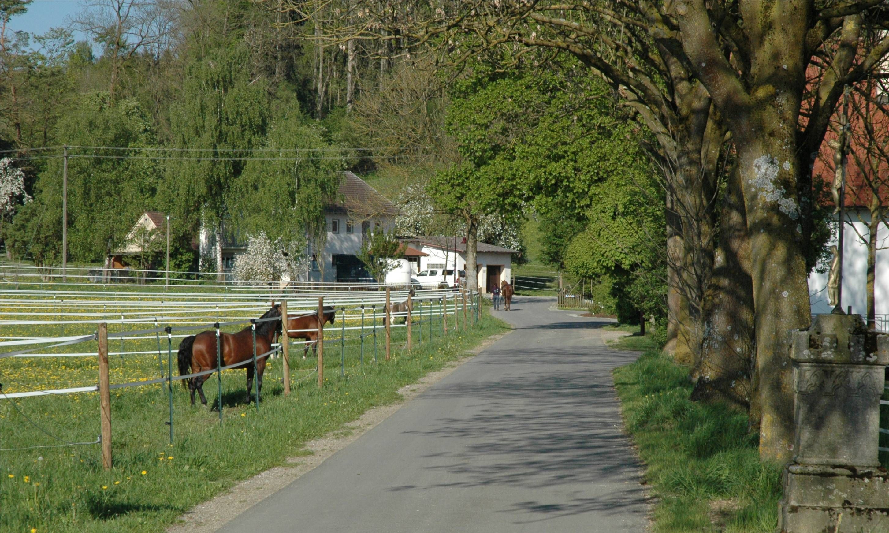 Der von Bäumen gesäumte Weg zur Reitsportanlage Haldau, links Koppeln mit Pferden