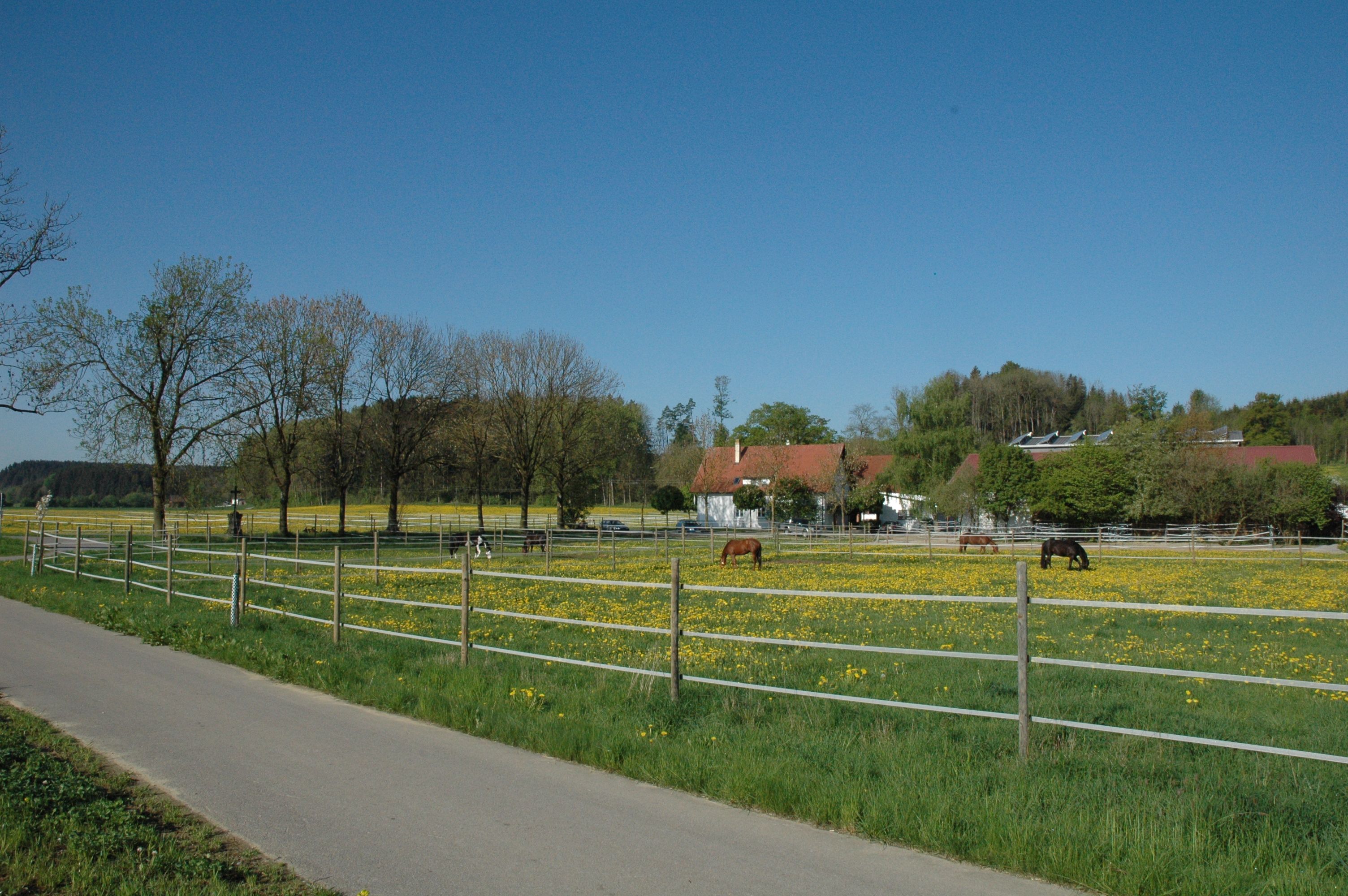 Koppeln mit grasenden Pferden entlang des Weges zur Reitsportanlage Haldau, im Hintergrund der Hof