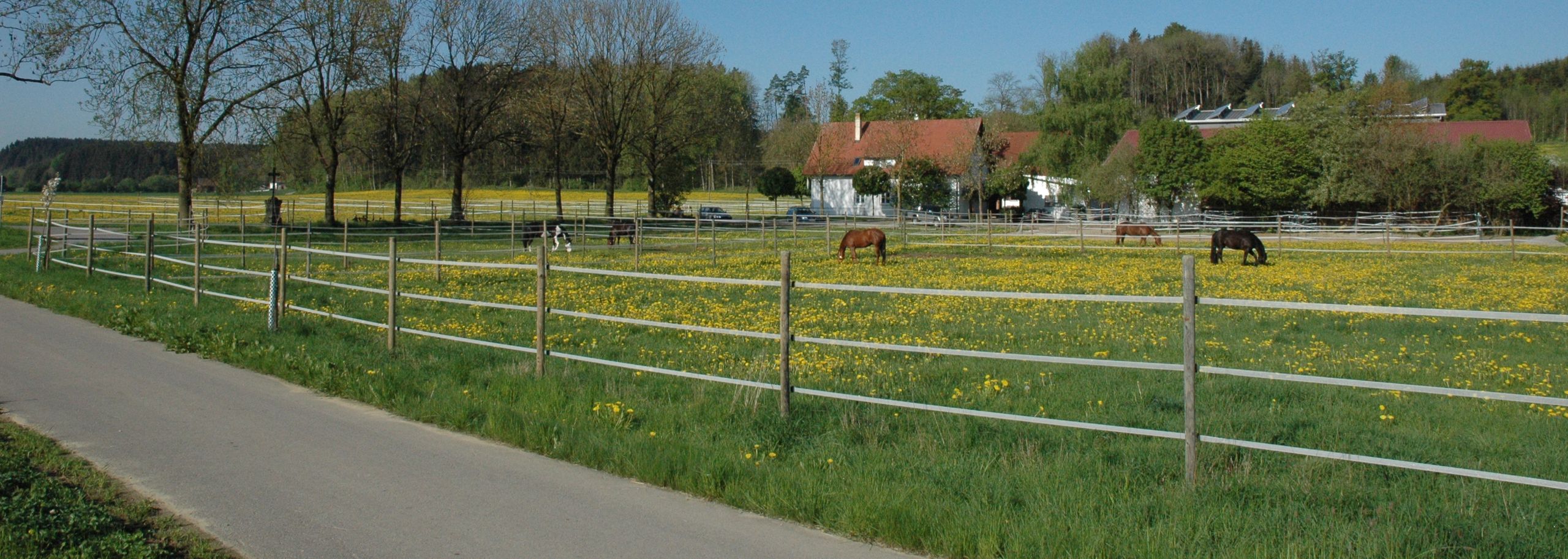 Koppeln mit grasenden Pferden entlang des Weges zur Reitsportanlage Haldau, im Hintergrund der Hof